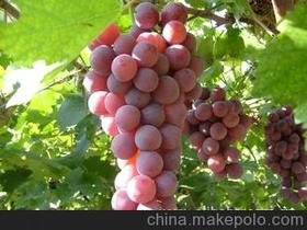 葡萄生鲜水果价格 葡萄生鲜水果批发 葡萄生鲜水果厂家