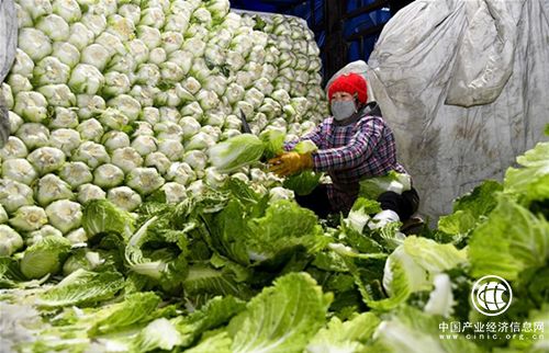 市场供给充足部分菜价走低 中国蔬菜之乡寿光走访见闻