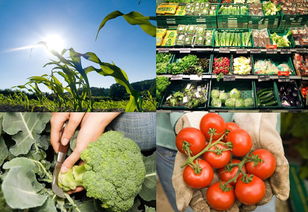 绿色有机食品VI,农产品牌形象升级 韦尚品牌设计